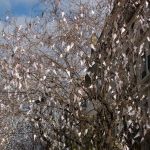 Hiver de Glace