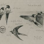 Petites histoires philosophiques et naturalistes par Bérengère Desmettre