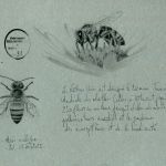 Petites histoires philosophiques et naturalistes par Bérengère Desmettre