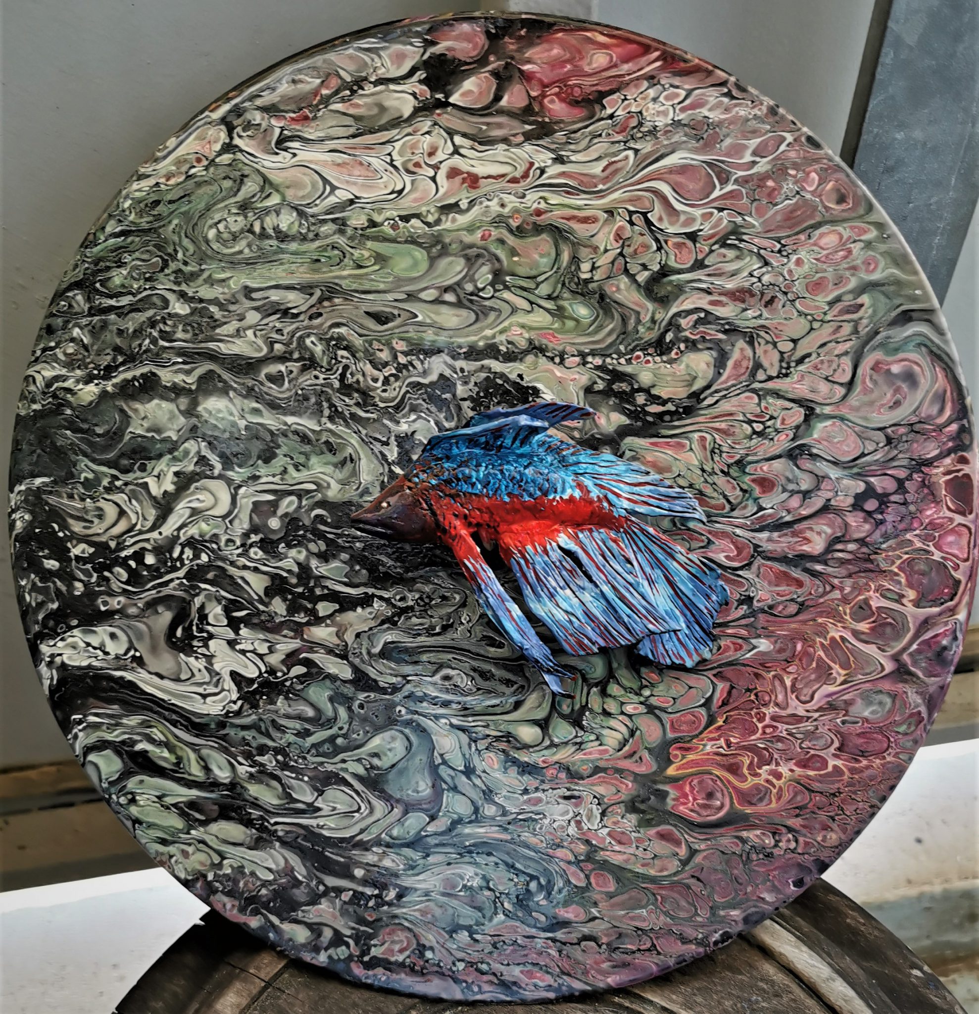 lost-betta-splendens