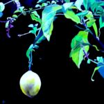 CITRON, hommage