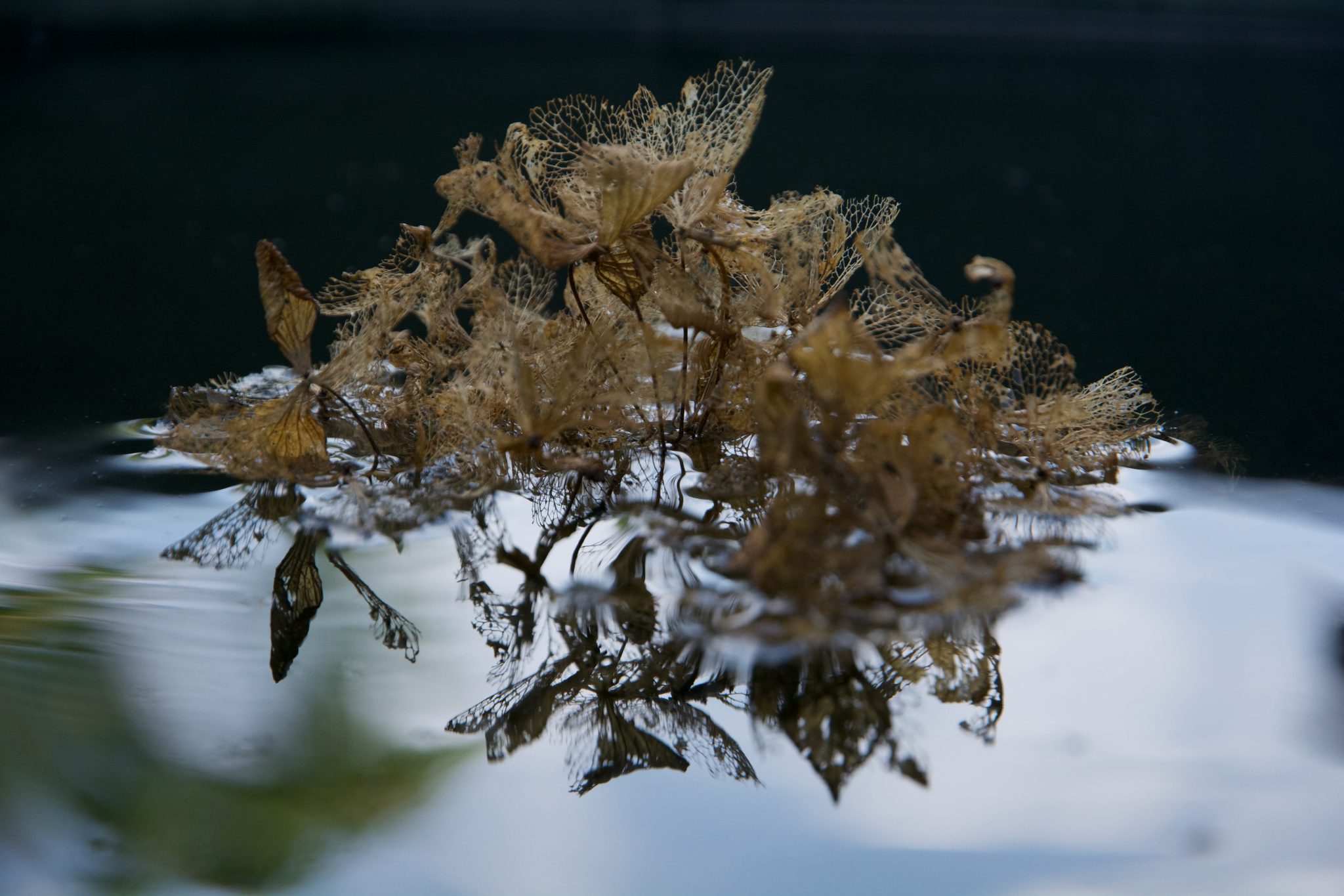 reflet-de-nature