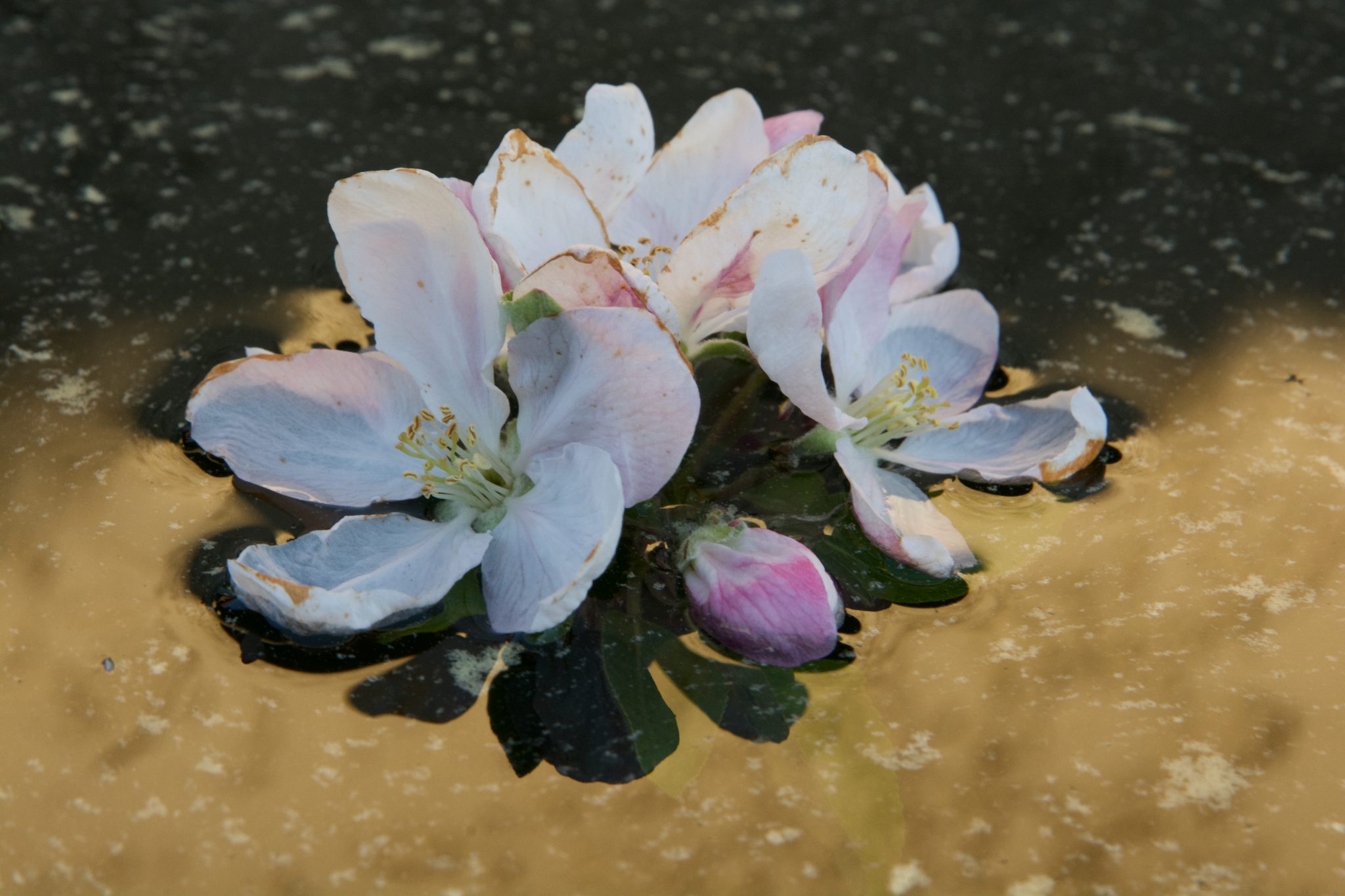 reflet-de-nature-2