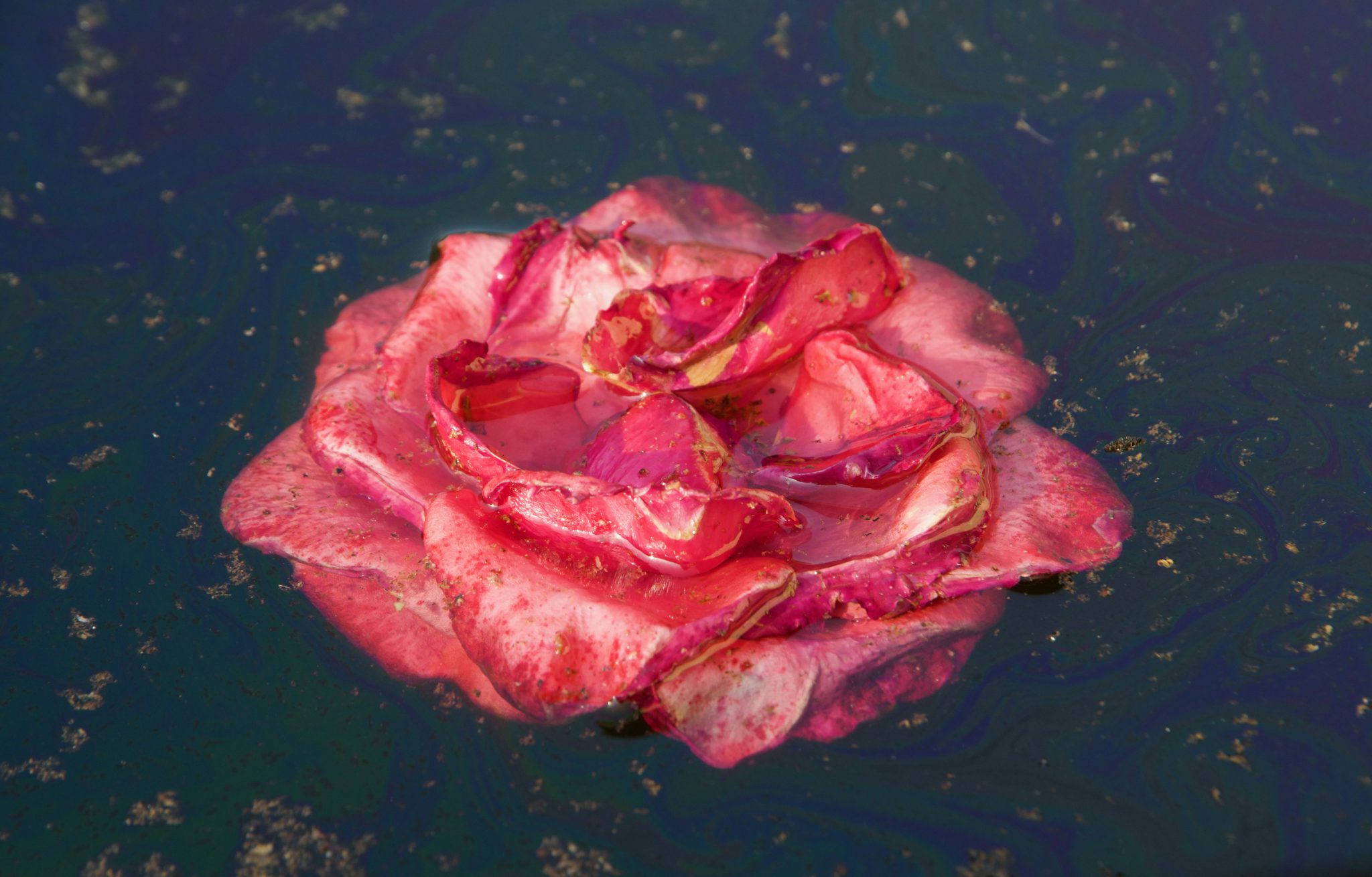 reflet-de-nature-3