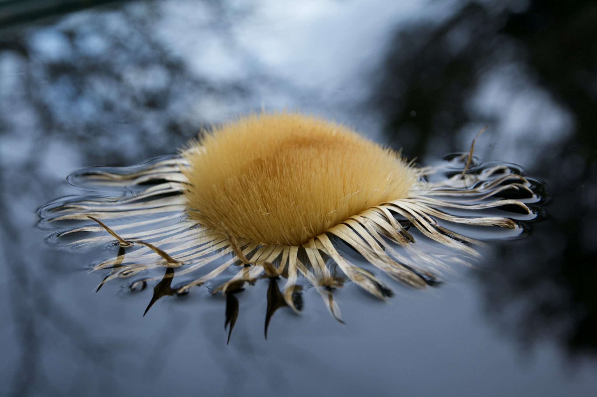 reflet-de-nature-4