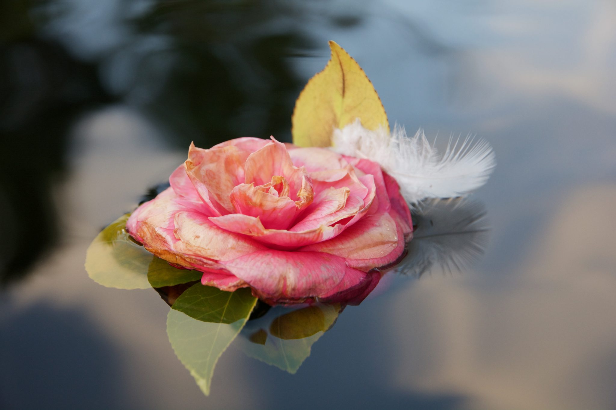 reflet-de-nature-5