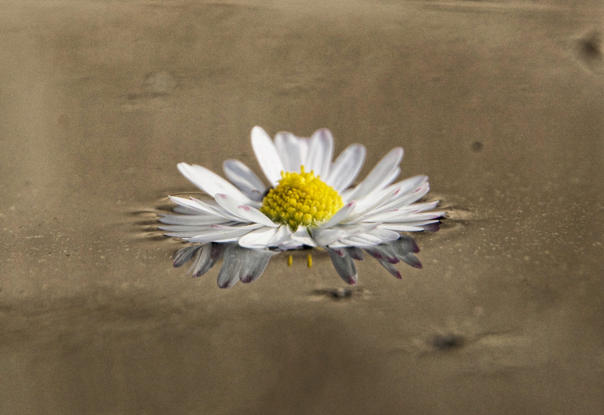 reflet-de-nature-6