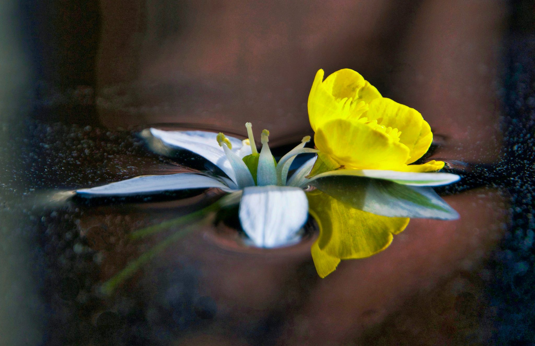reflet-de-nature-7