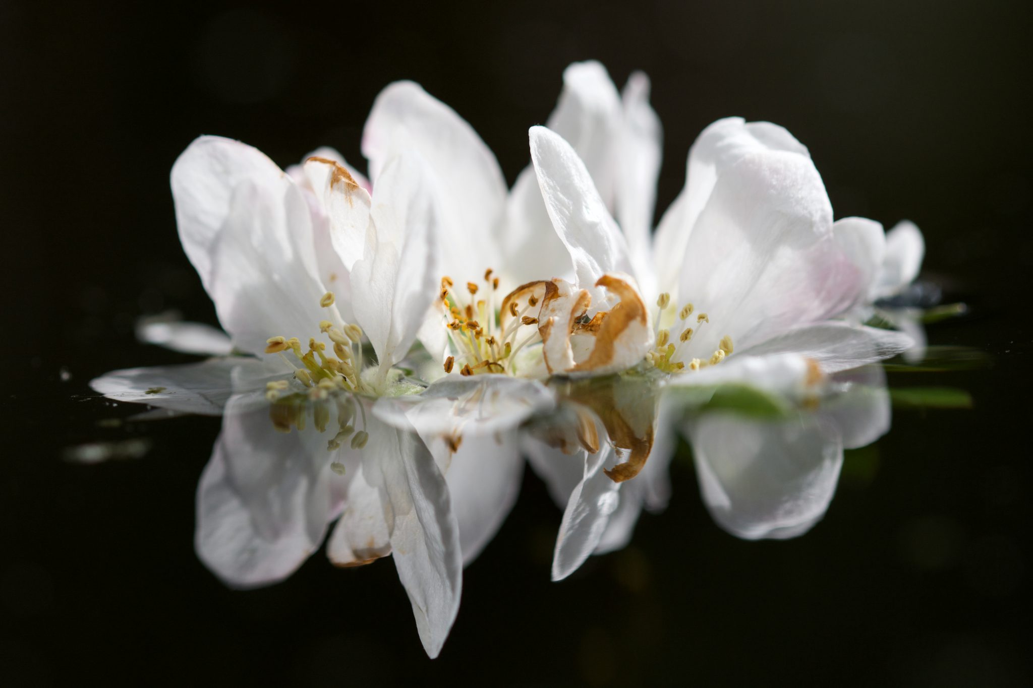 reflet-de-nature-9