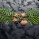 Reflet de nature 10 par Lamotte