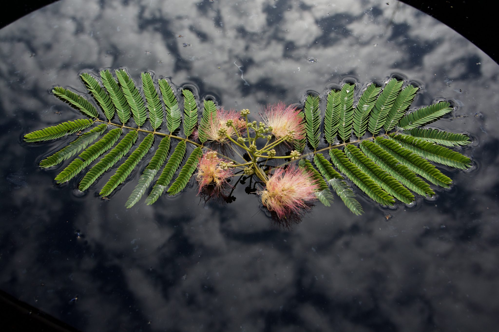 reflet-de-nature-10