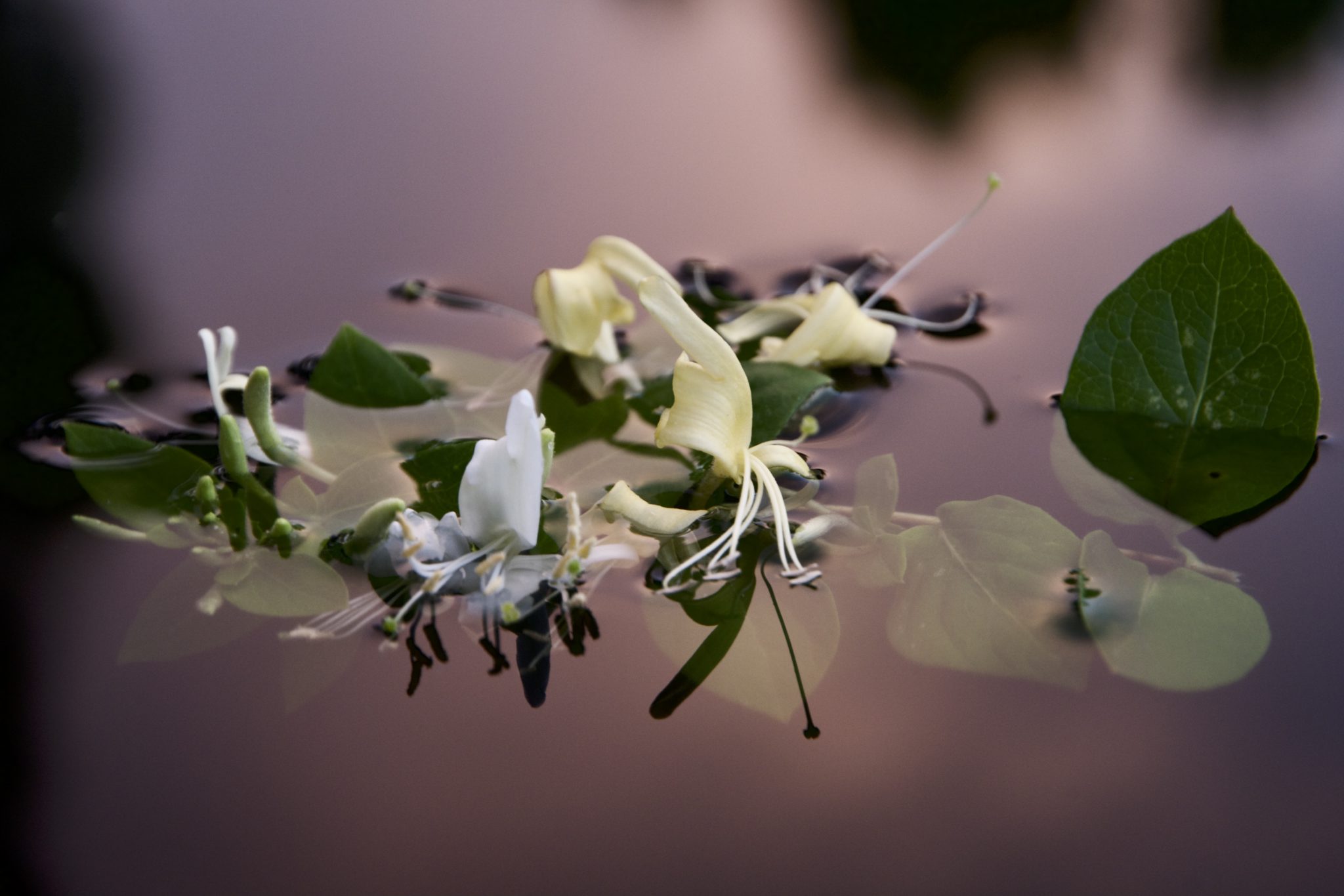 reflets-de-nature