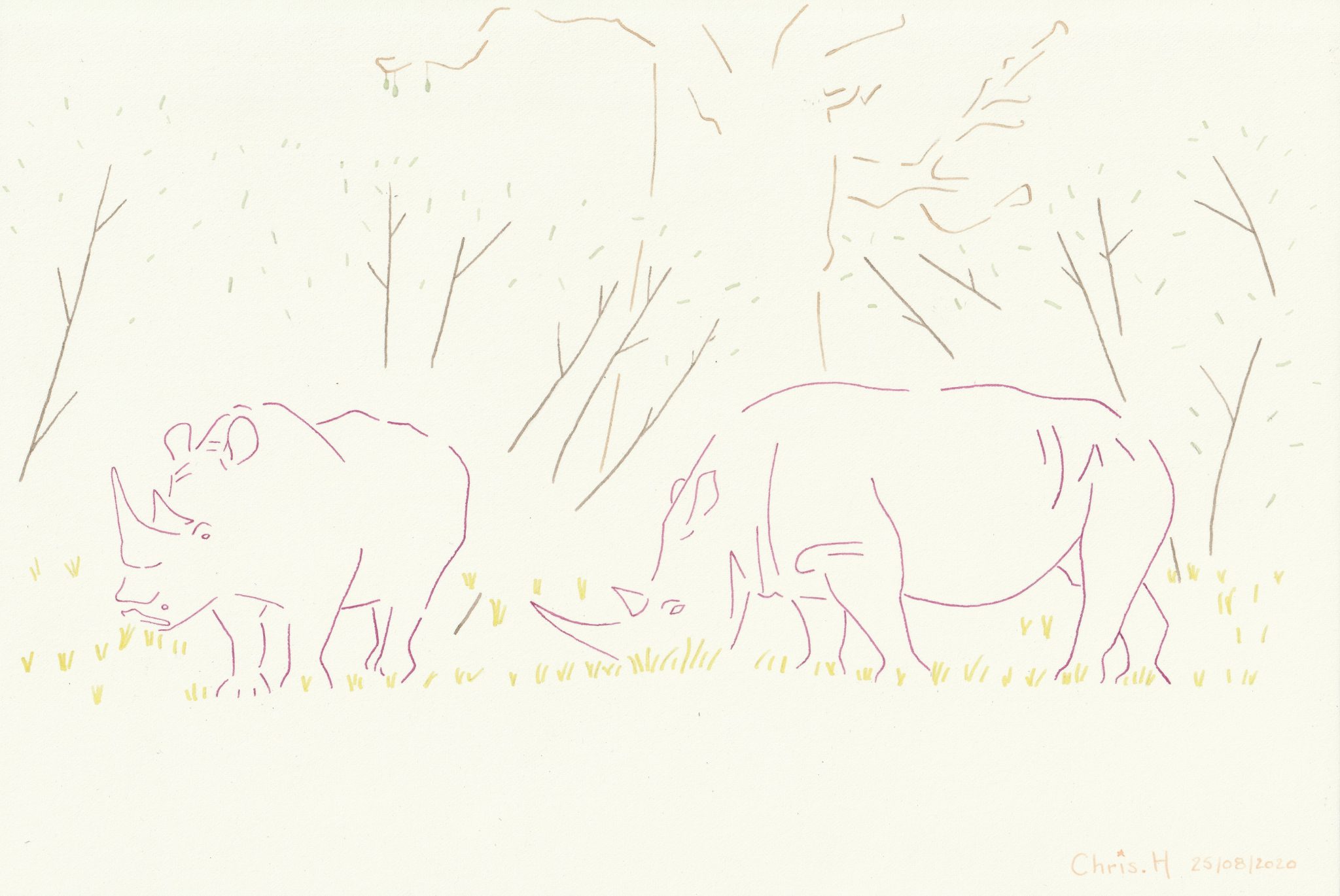 rhinoferoces