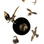 Disparition des oiseaux