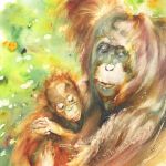 Vulnérables, orangs-outans de Bornéo