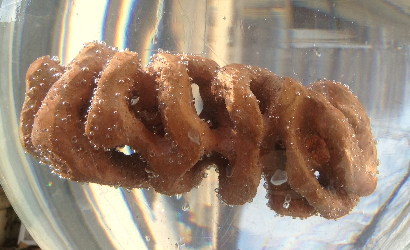 mitochondrie-rhabomyocyte