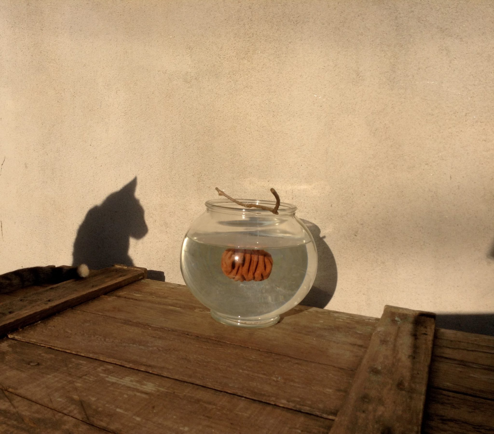 mitochondrie-antisplenique