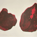 Coupé, oublié, enchanté. (série) par SÉGUDA HUGUES