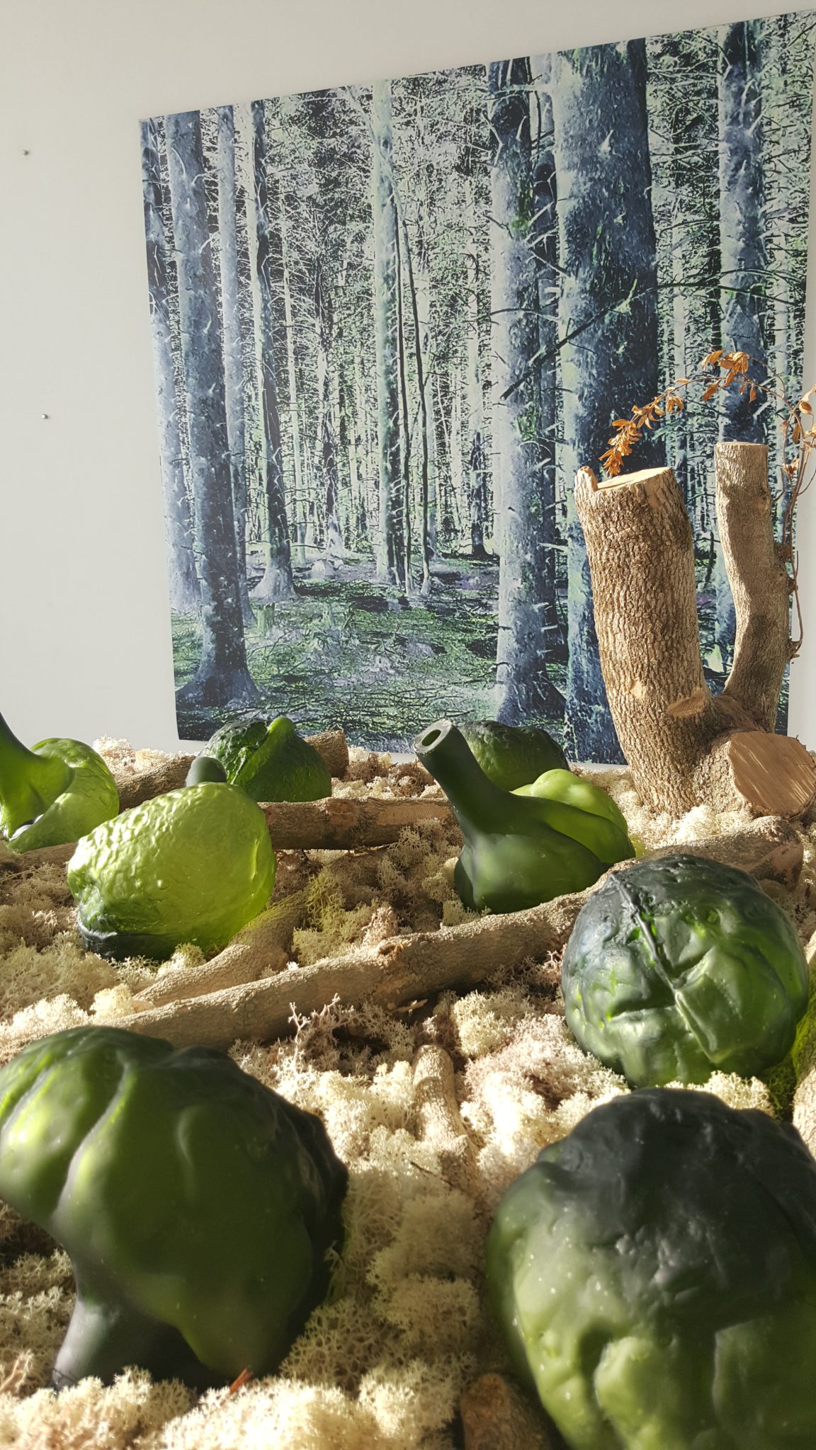 foret-primaire-2