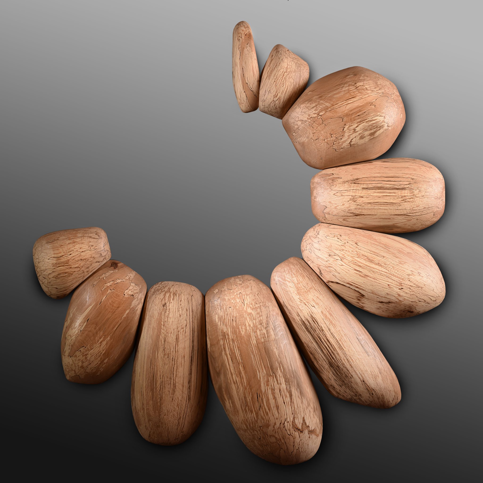 cypraea
