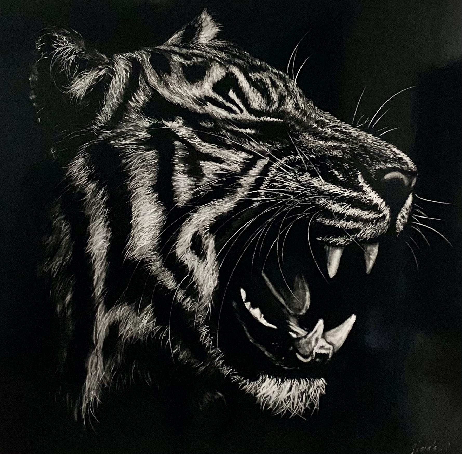 tigre