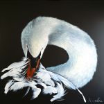 K-roline - Cygne 