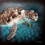 K-roline - Tortue 