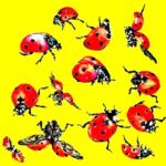L\'envol de l\'espoir (Vendu)