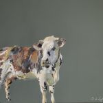 Vache normande