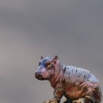Hippo tout jeune
