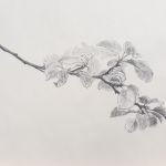 Branche de pommier par Philms