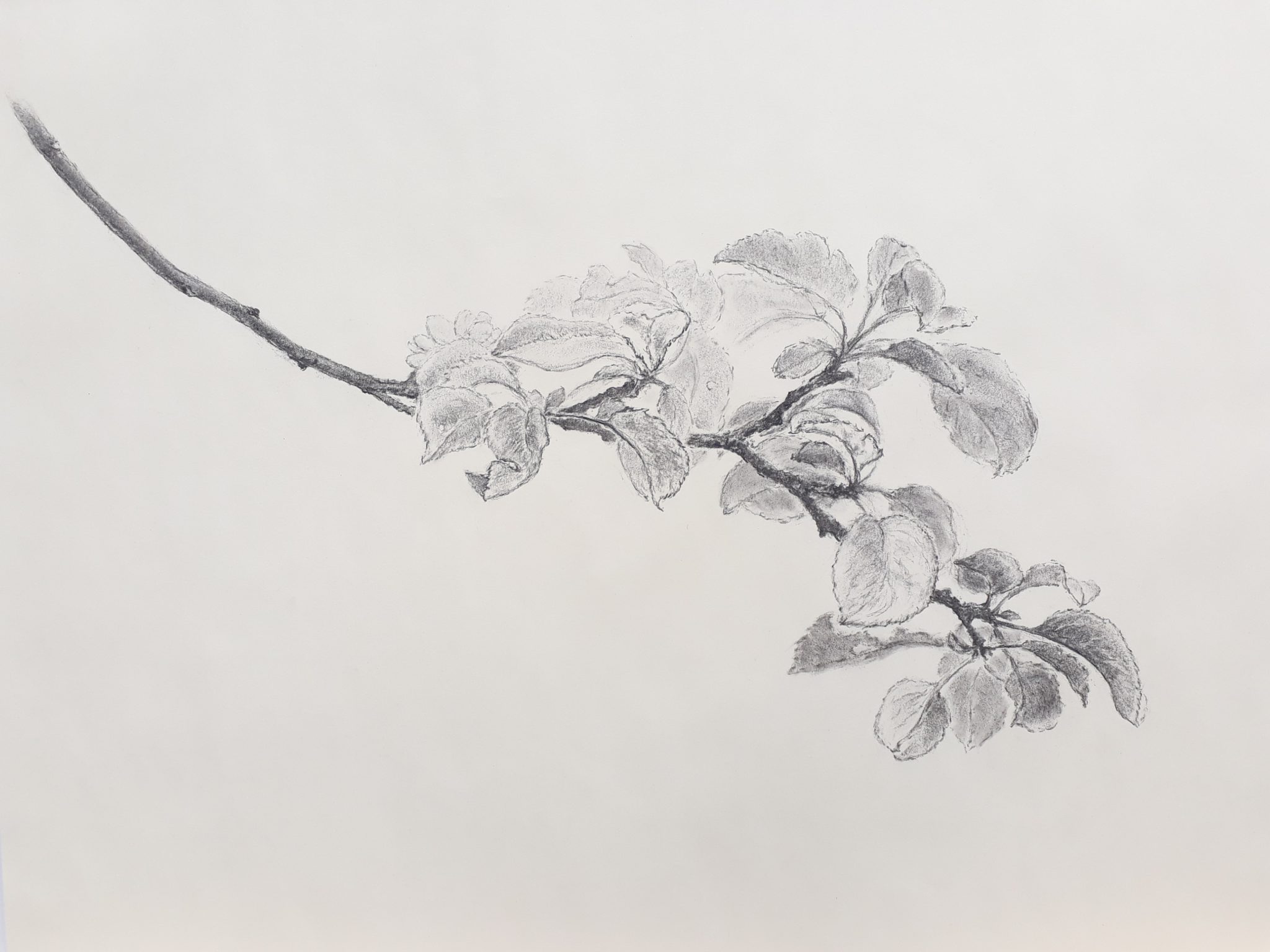 branche-de-pommier