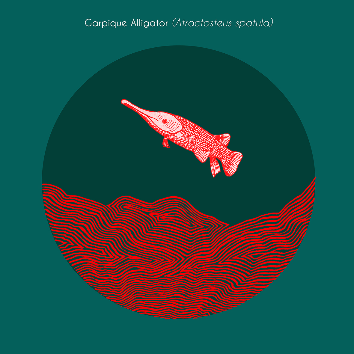 carpique-alligator