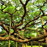 Pin de Karasaki - Kenroku-en