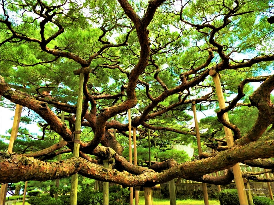 pin-de-karasaki-kenroku-en