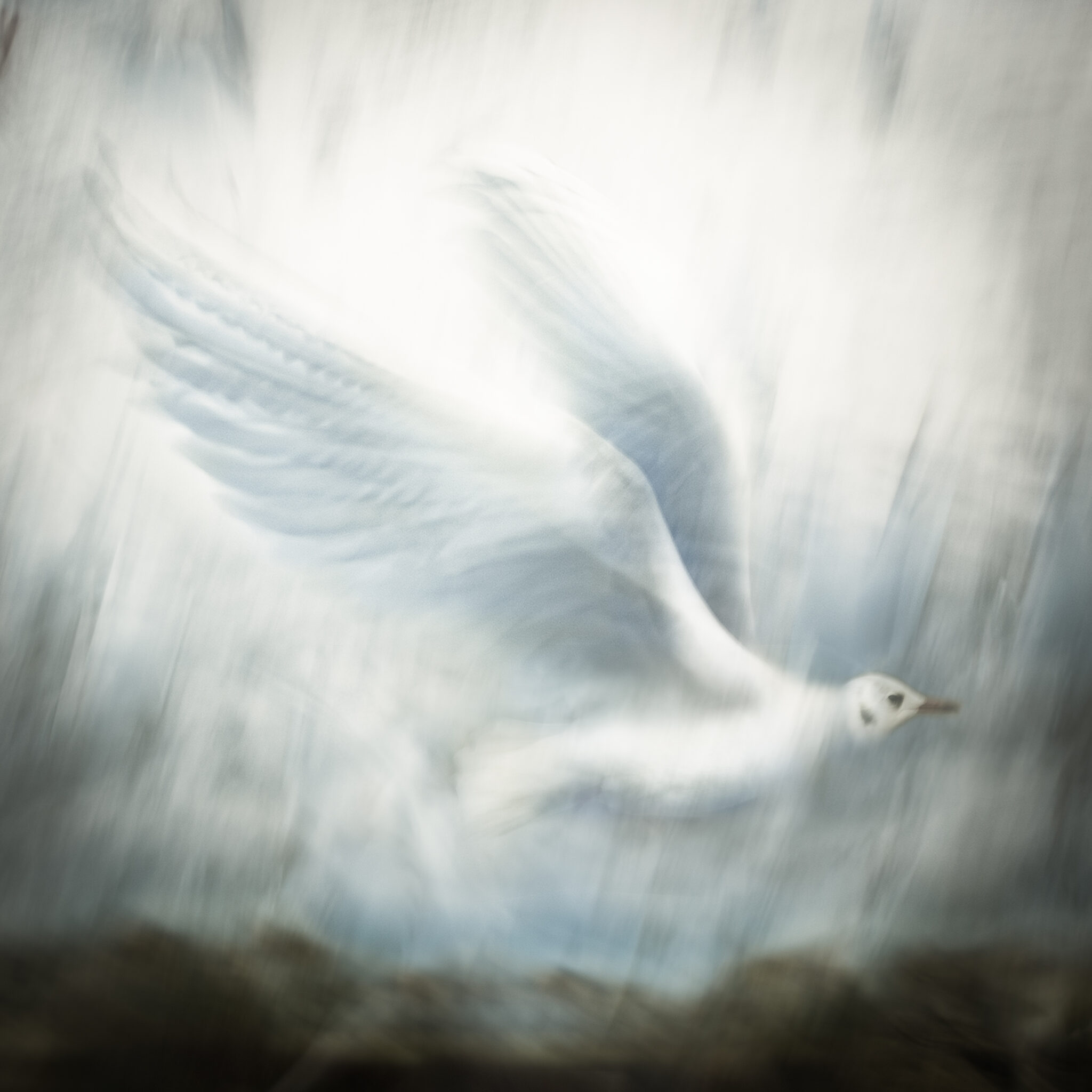 envol-mouette-24