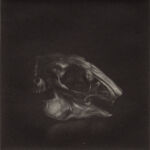 Crane de Lapin par Marilda Simonidhi