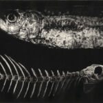 Aller Retour par Marilda Simonidhi