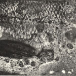 Le bar par Marilda Simonidhi