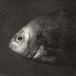 Tête de poisson par Marilda Simonidhi