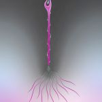 Essentia