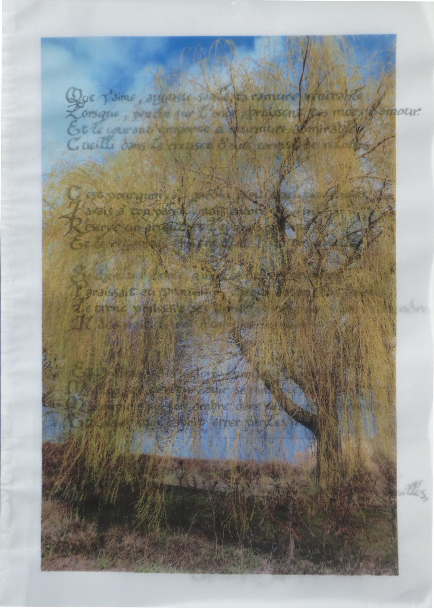 poeme-le-saule-pleureur