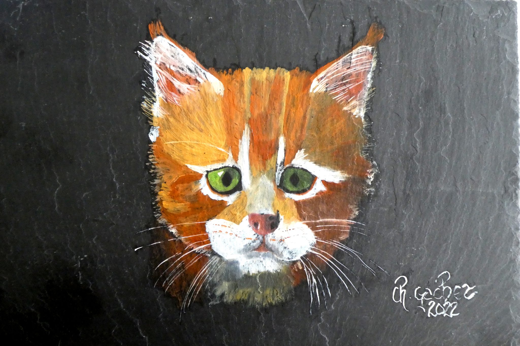 chaton-roux