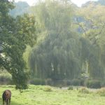 Pâture et Saules Pleureurs