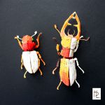 Lucanes