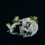 Agalychnis callidryas