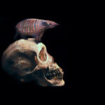 Euphractus sexcinctus par Sailev