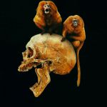 Leontopithecus rosalia par Sailev