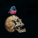 Petroica rodinogaster