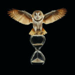 Tyto alba par Sailev